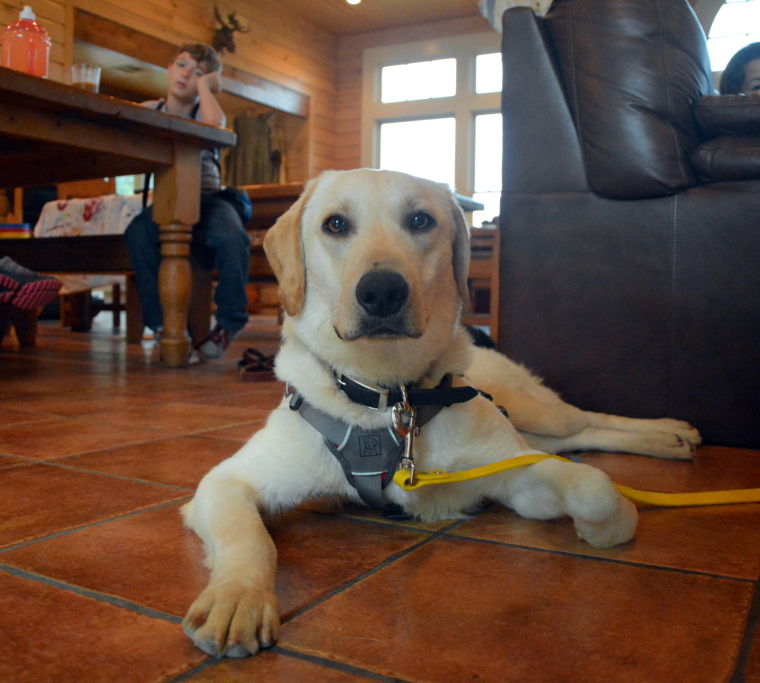 Alert dog graduation